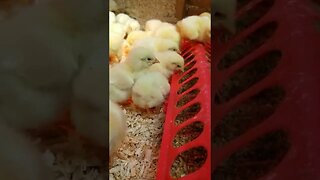 #babychicks #chickens #chicks #babyfarmanimals #cuteanimals #farmanimals #farmlife #homesteadlife