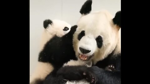 Giggling panda