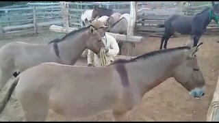 Burro Inteligente Atende Vaqueiro PO.