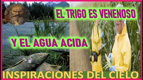 EL TRIGO ES VENENOSO Y EL AGUA ACIDA - MENSAJE DE DIOS PADRE A INSPIRACIONES DEL CIELO