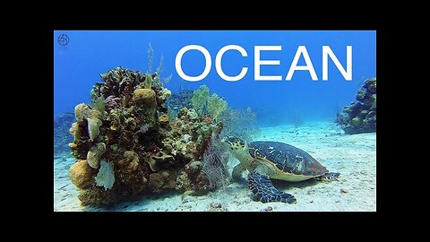 Beautiful Calm Relaxing 30+ minutes Ocean Wildlife & Chilled music