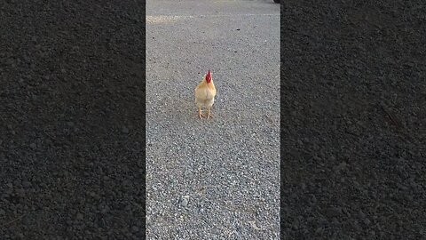 I think my rooster is broken 😂 #rooster #chicken #homestead #homesteading