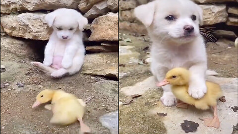 Puppy Saves the Day: A Heartwarming Rescue of a Duckling