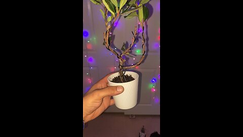 Bonsai #2