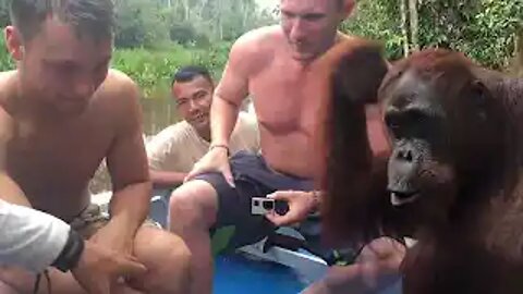 Orangutan saws a tree | Spy in the Wild