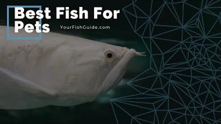 Best Fish For Pets ~ Aquarium Fish For Beginners ~