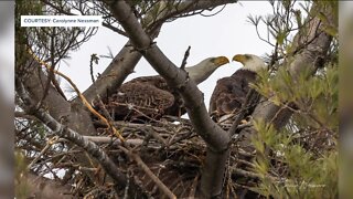 Neighbors hopes Bald Eagle stays in Bay View after loss of partner
