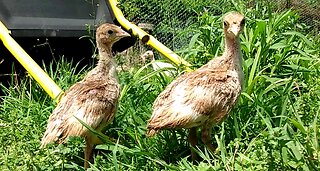 Bourbon Red Poults (Heritage Turkey Breed)