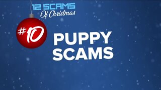12 scams of Christmas: No. 10 puppy scams