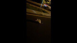 Opossum with Rabies