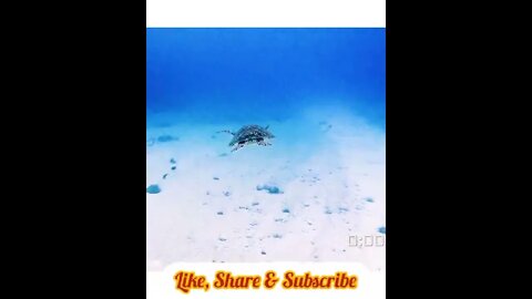 Turtle Swimming In Ocean
