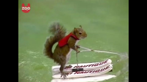 Waterskiing Squirrel