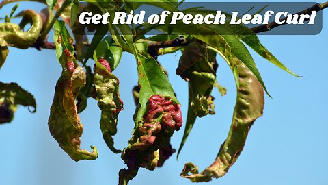 How We Get Rid of Peach Leaf Curl