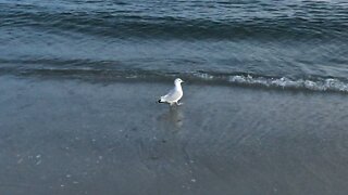 Seagull enjoying the beach