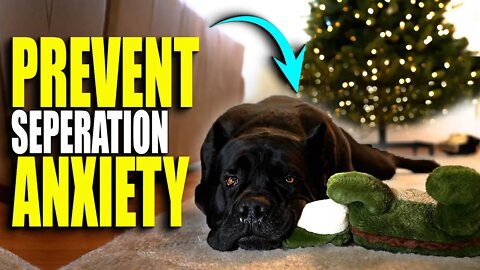 How To Prevent Cane Corso Seperation Anxiety