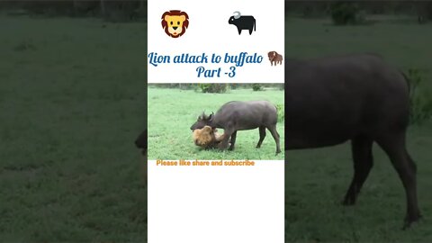 Lion attack to buffalo 🦬 part - 3