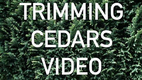 How To Prune A Cedar and Cedar Care Tips // Gardening in Canada