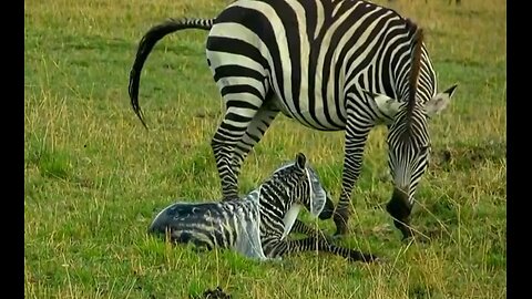Wild life animal story zebra shani part 1