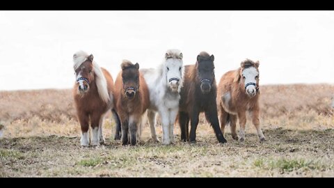 Mane In Heaven Is An Amazing Organization With Incredible Mini Horses Helping Change People's Lives