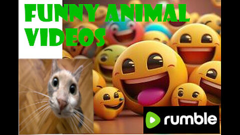 Funny Animal Videos