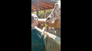 Cheyenne Mountain Zoo in Colorado Springs- Mom feeding the giraffes