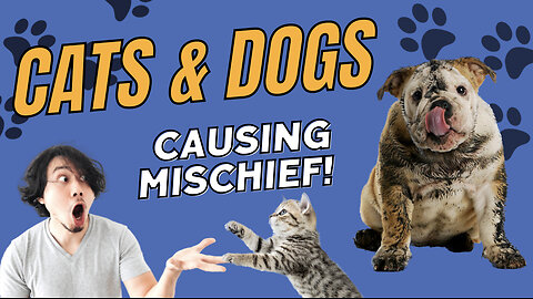 Cute clips of cats and dogs causing mischief