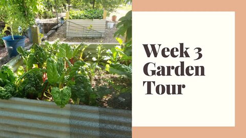 Homestead Garden Tour Week 3 - Big Changes: More Raised Beds & Family Project