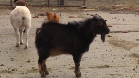 Don't throw out your Christmas tree! These Caledonia goats will feast on them