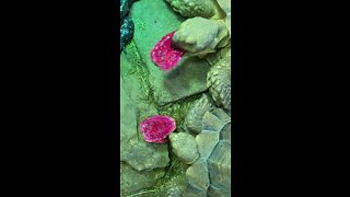 Tortoises eat prickly pears