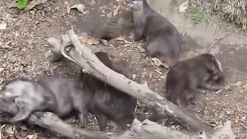 Jaguar vs Giant Otter Confrontation Ends with a Fatal Head Bite_