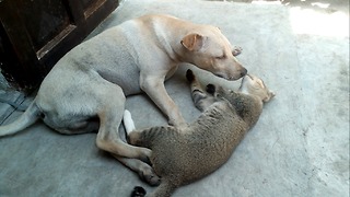 Love of dog and cat