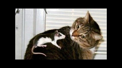 FUNNY WITH ANIMALS / Funny cats / Dogs / Funny animals