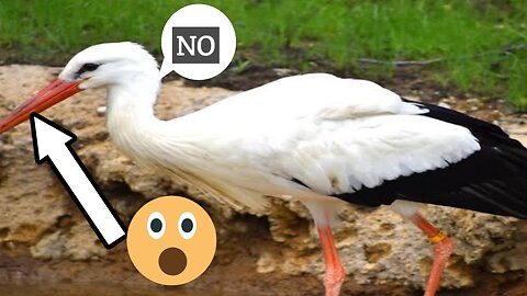 white stork bird video || #animal video #animal vice over