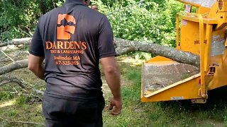 Darden's tree company 617-325-3955