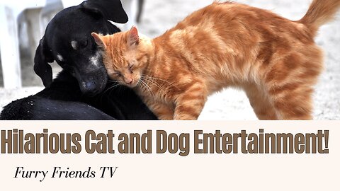 FUNNY CATS & DOGS ENTERTAINMENT