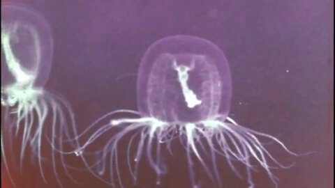 UFO RETRO - Marine Flowers rare vintage nature documentary film underwater