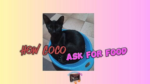 Puspin kitten asking for food - how Coco ask for treats #cat #kitten
