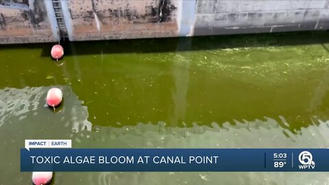 Toxic algae bloom concerns U.S. Rep. Brian Mast