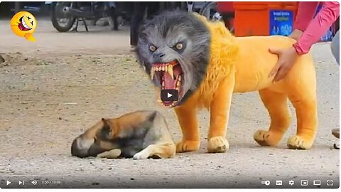 Troll Prank Dog Funny & fake Lion and Fake Tiger Prank To dog & Huge Box Prank to dog