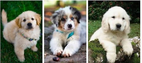 🐶🐶 Irresistible Puppy Antics: Heartwarming Moments and Playful Adventures