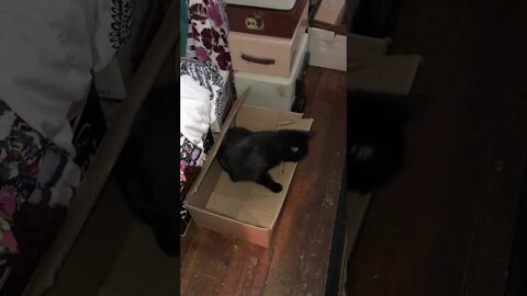 Shadow's Hiding Box