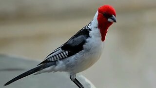 meadow rooster crowing! birds from Brazil