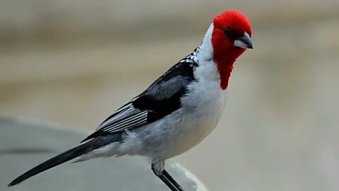 meadow rooster crowing! birds from Brazil