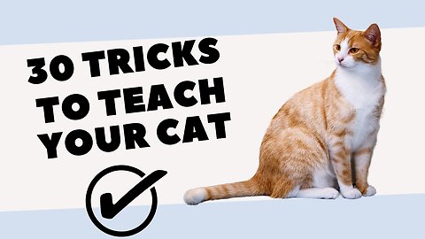 30 Tricks To Teach Your Cat