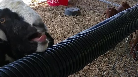This Goat Will Not Be Satisfied With Your Meager Petting