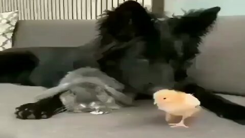 The strangest video of a dog playing with chicken chicks
