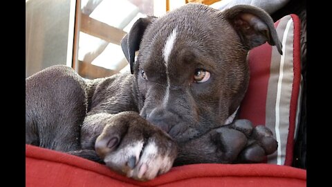 Cutest Pitbull and Boxer Puppies