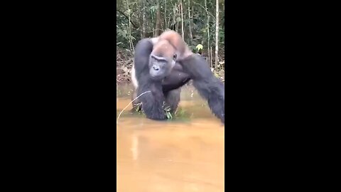 Gorilla