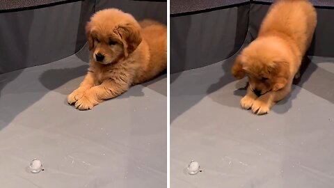 Adorable Golden Retriever Puppy's Hilarious Reaction To First Ice Cube Encounter