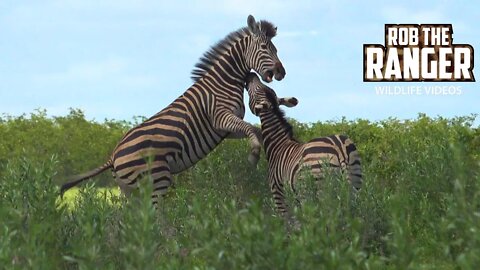Zebra Dominance Battle | Kruger National Park